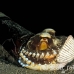 octopus_coconut_bottle_kbrab_h_0314_sul5333.jpg